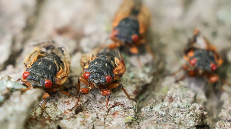 Cicadas have emerged in parts of Warren County, including Caesar Creek State Park. On May 28, the insects were emerging from the ground, shedding their exoskeletons crawling up trees. BRYANT BILLING/STAFF