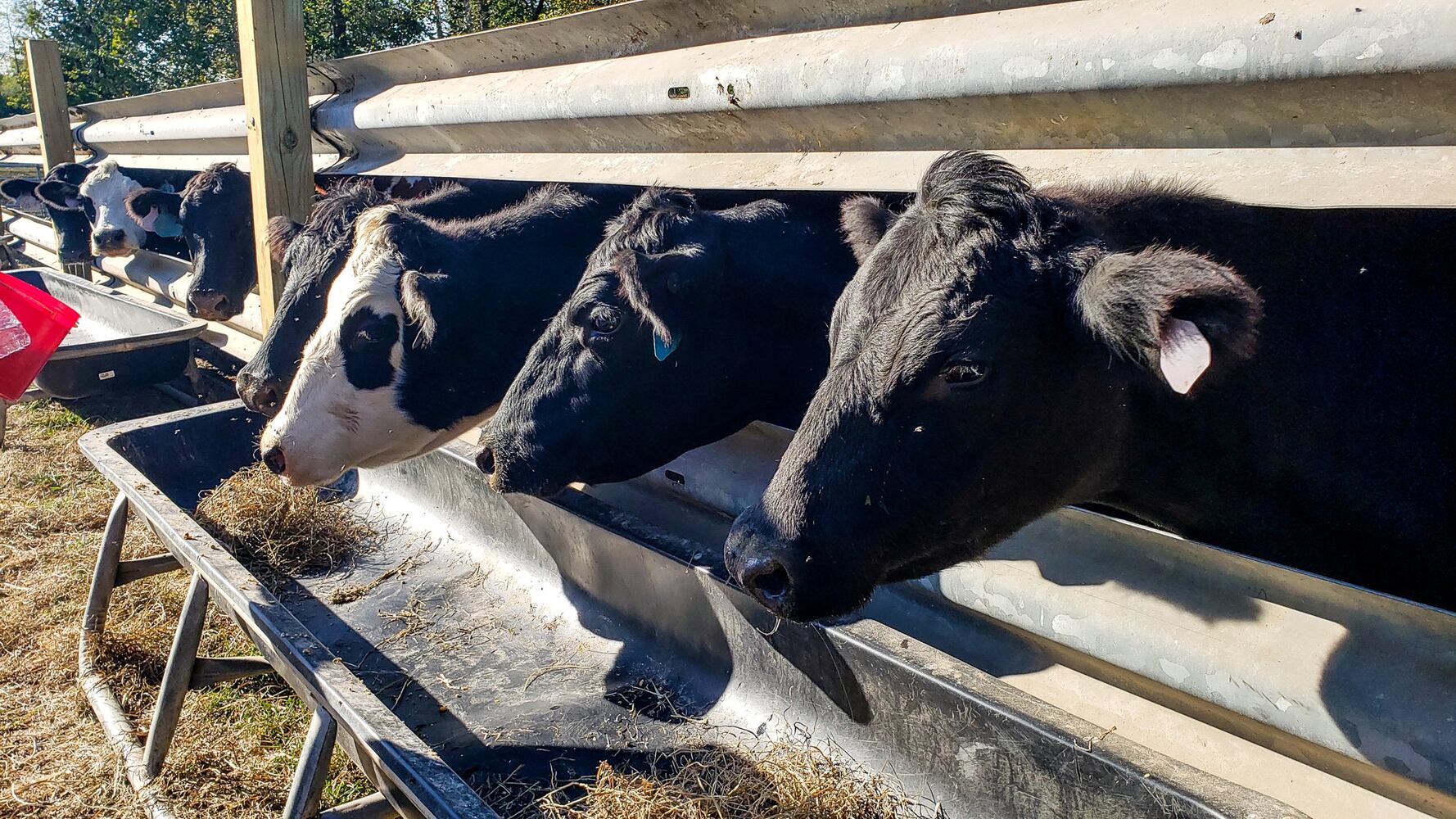 Jackson Family Farm offers visitors a chance to learn about farm life