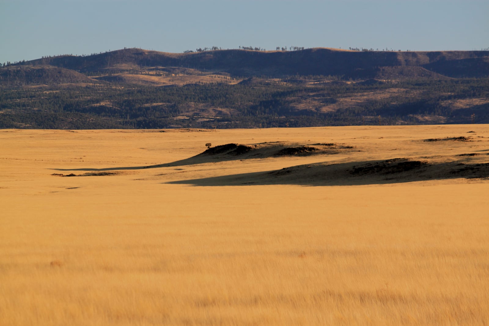 The grasslands and ancient lava fields where an energy developer has proposed erecting more than 100 wind turbines, a project drawing opposition among residents in nearby Springerville, Ariz., is pictured Tuesday, April 22, 2025. (AP Photo/Susan Montoya Bryan)