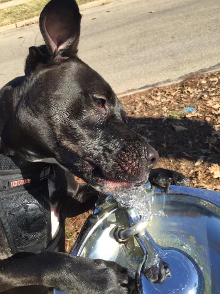 PHOTOS Readers respond to National Black Dog day post with pictures of their pets.