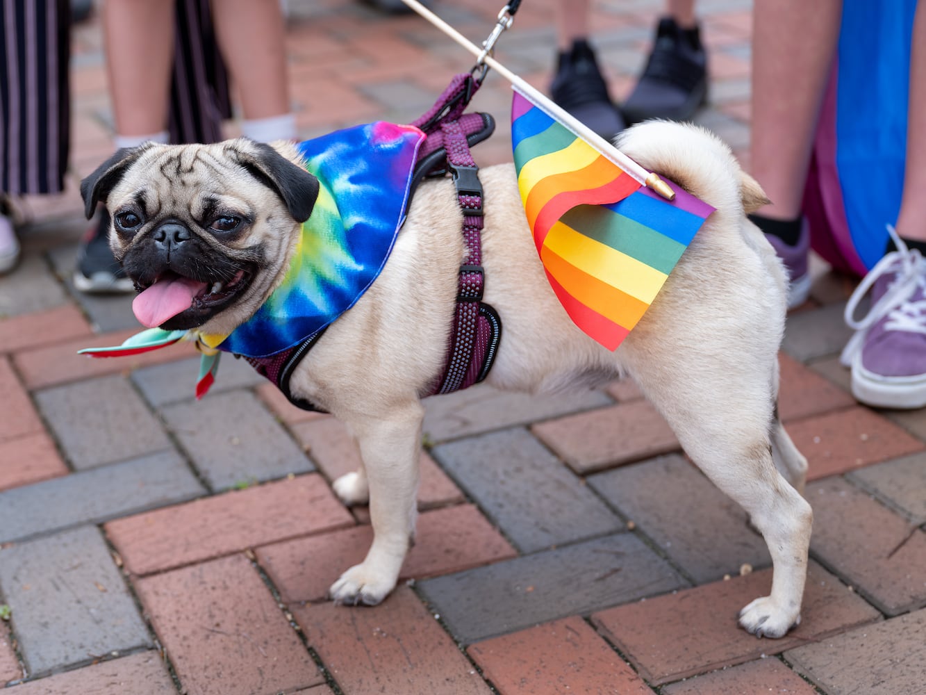 Hamilton Pride 2025