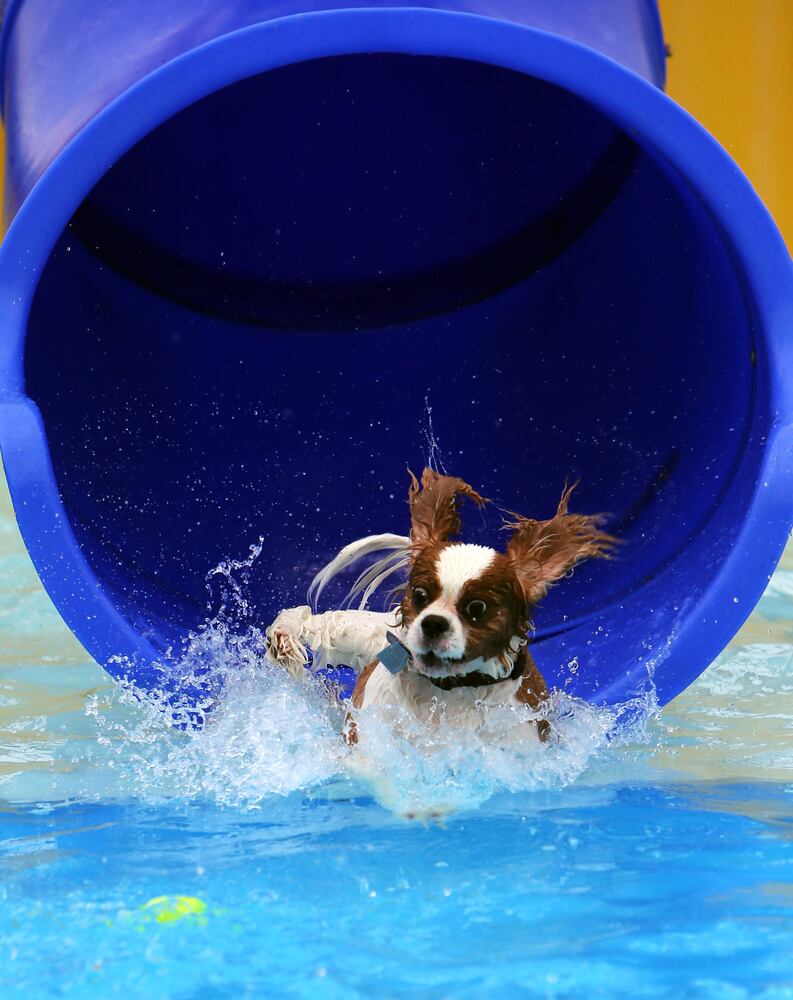 News hounds (8/20/15)