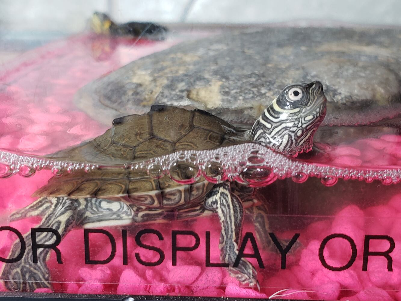 091620 reptile pit store