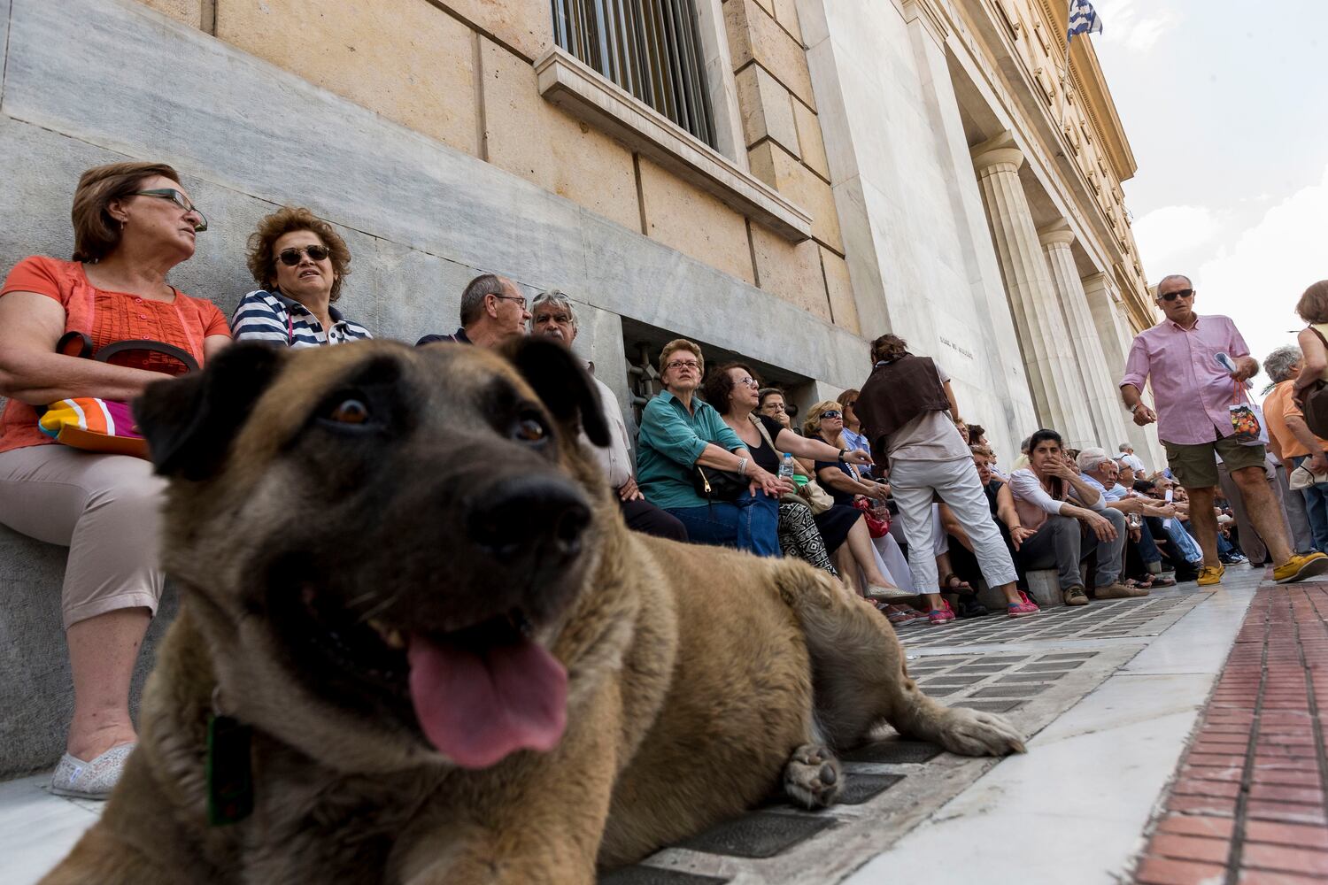 News hounds (7/9/15)