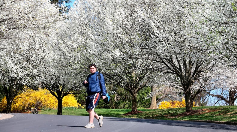 FILE - Daniel Patterson, a sophomore at John Handley High School, walks home from school below blooming Bradford pear trees on Wednesday, March 30, 2016, in Winchester, Va. Their beauty and supposed sterility made Bradford pears a widely popular ornamental, but they wound up being pollinated by other ornamental varieties of Callery pears and turning highly invasive. (Jeff Taylor/The Winchester Star via AP)