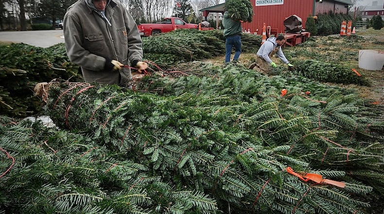 Workers at Carl & Dorothy Young's Christmas Trees near Yellow Springs, prepare trees for sale for the upcoming holiday season. Youngs will require reservations for tree customers this year. MARSHALL GORBY\STAFF
