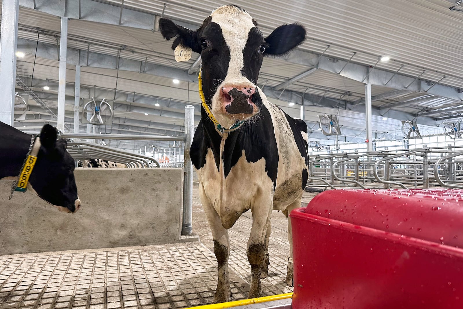 A cow stands in an enclosure at Michigan State University's new Dairy Cattle Teaching and Research Center on Monday, July 28, 2025, in East Lansing, Mich. (AP Photo/Mike Householder)