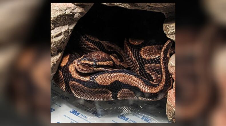 This is Boop Noodle, a snake belonging to Liberty Twp., Ohio residents that is part of a "Wacky Pet Names" contest conducted by Nationwide Insurance." CONTRIBUTED
