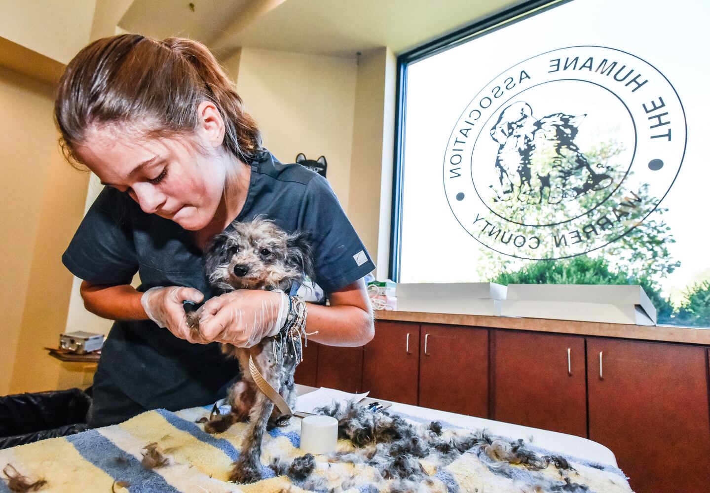 Humane Society of Warren County caring for 111 rescued poodles