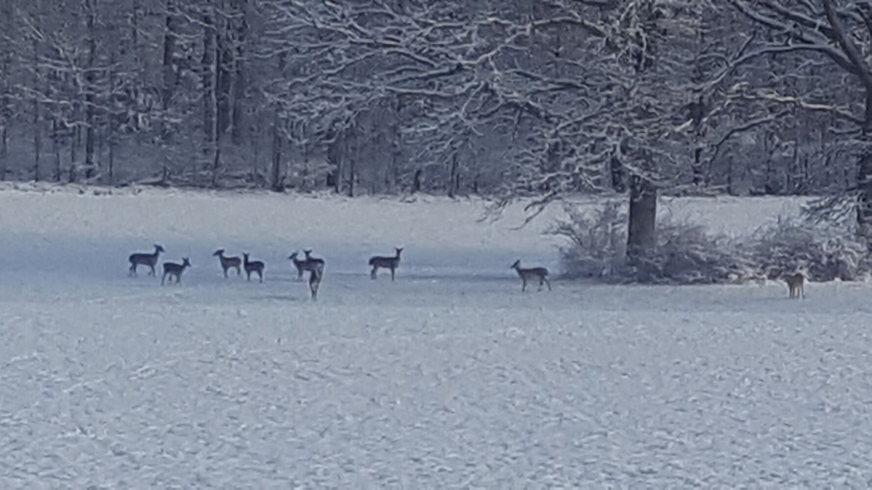 PHOTOS: Miami Valley gets a coating of snow  in April (User-submitted photo)