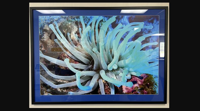 Oxford Physical Therapy Centers Hamilton location was recently gifted a piece of aquatic artwork from a longtime patient. CONTRIBUTED