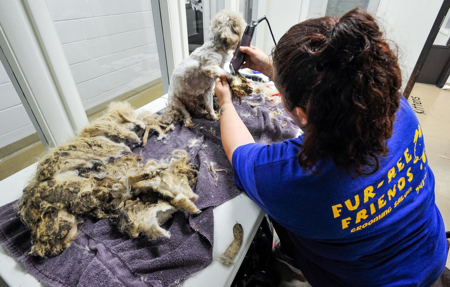 Humane Society of Warren County caring for 111 rescued poodles