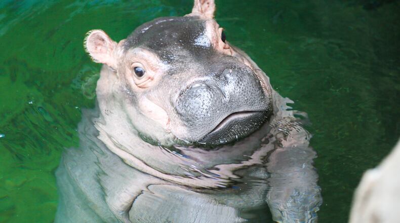 The Cincinnati Zoo and Botanical Garden has decided its popular baby hippo is ready for her close-up. Fiona is making her news media debut Wednesday evening with cameras rolling as she navigates the 9-foot-deep Hippo Cove pool. The zoo emphasizes she isnât ready for public display yet, but the media-only event is a step toward that. GREG LYNCH / STAFF
