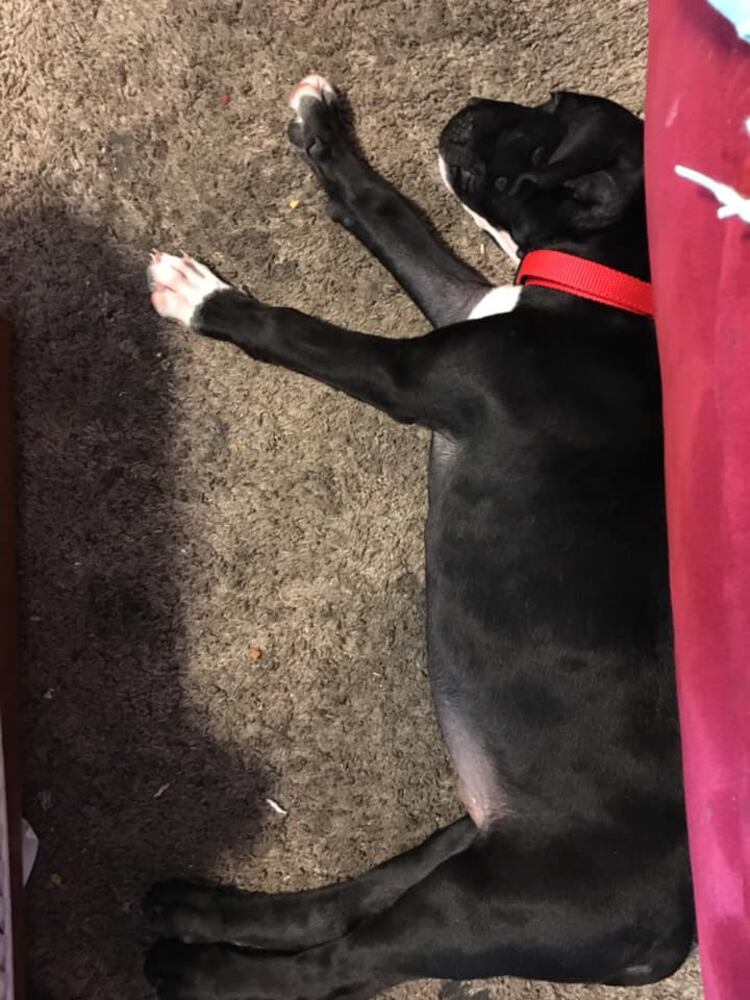 PHOTOS Readers respond to National Black Dog day post with pictures of their pets.