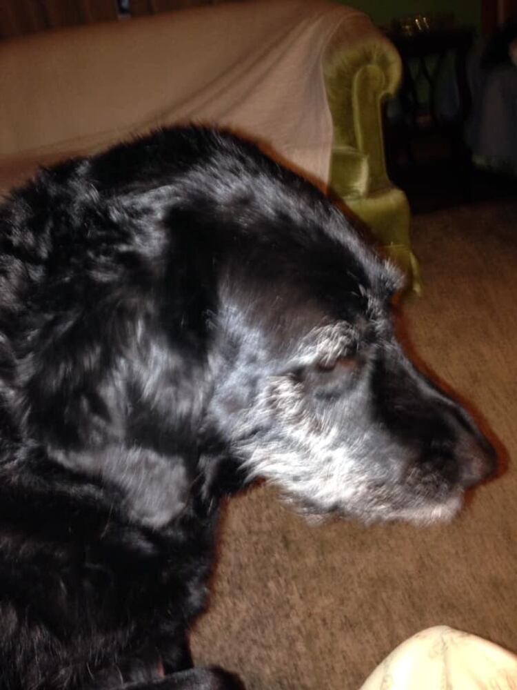 PHOTOS Readers respond to National Black Dog day post with pictures of their pets.