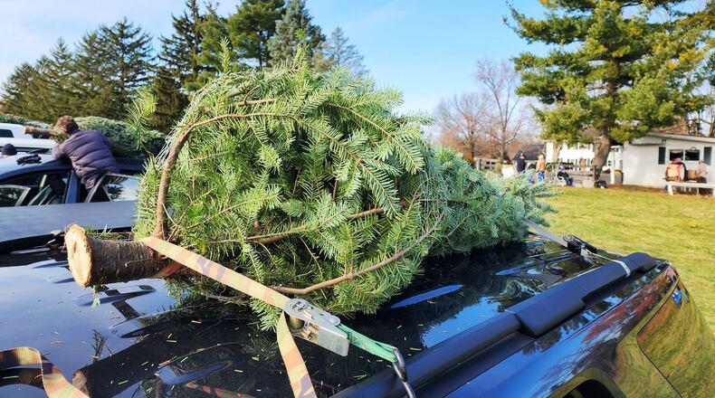 MetroParks of Butler County will help citizens keep their holiday lights and live Christmas trees out of the landfill this year. Pictured is a Christmas trees at Berninger Christmas Trees and Wreaths Friday, Nov. 24, 2023 in Turtlecreek Twp. NICK GRAHAM/STAFF