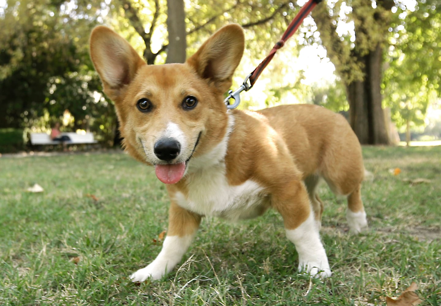 News hounds (8/27/15)
