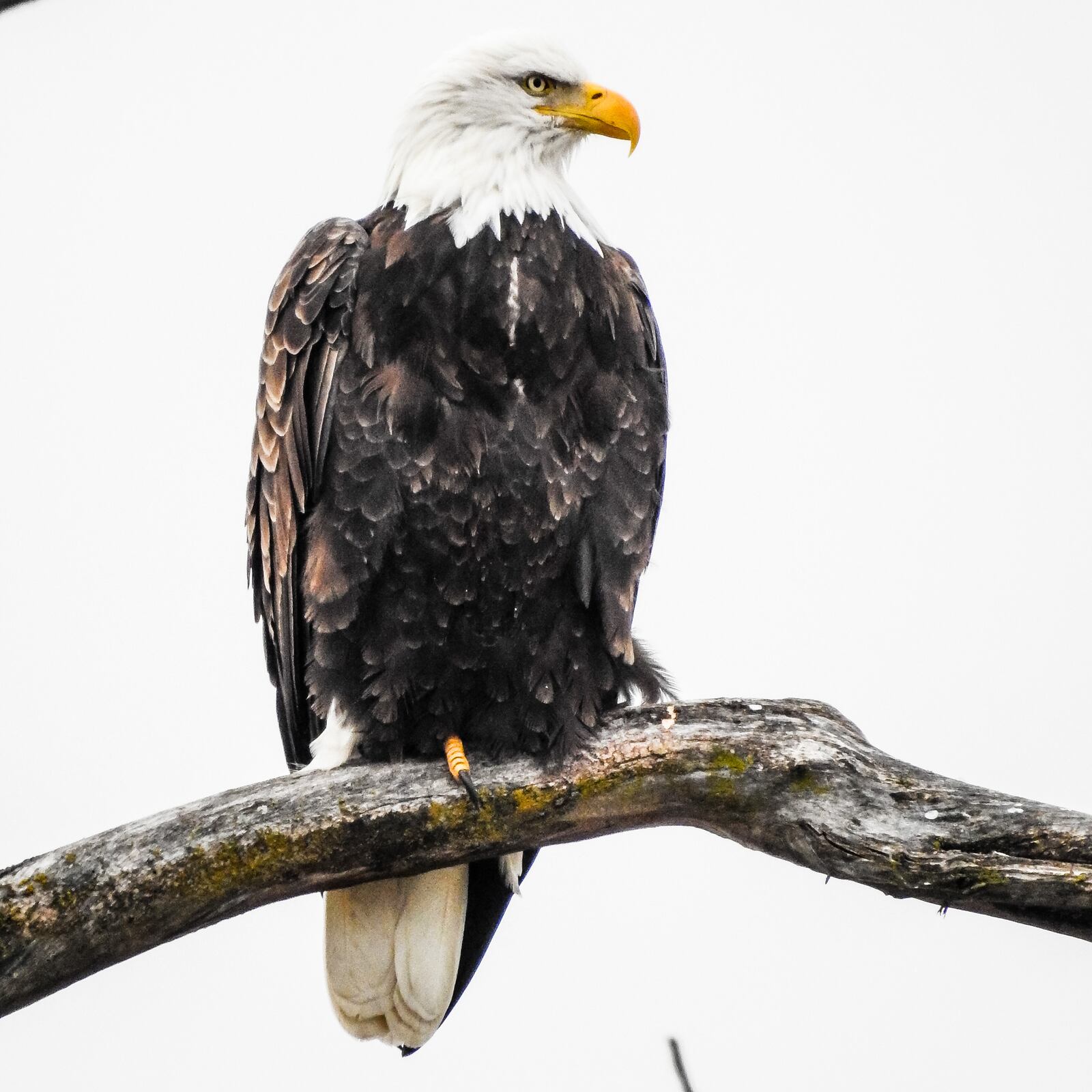 A bald eagle perches on a tree branch along the Great Miami River Friday, Nov. 30 in Hamilton. NICK GRAHAM/STAFF