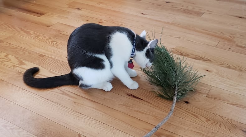 Pip examining a pine branch. KARIN SPICER