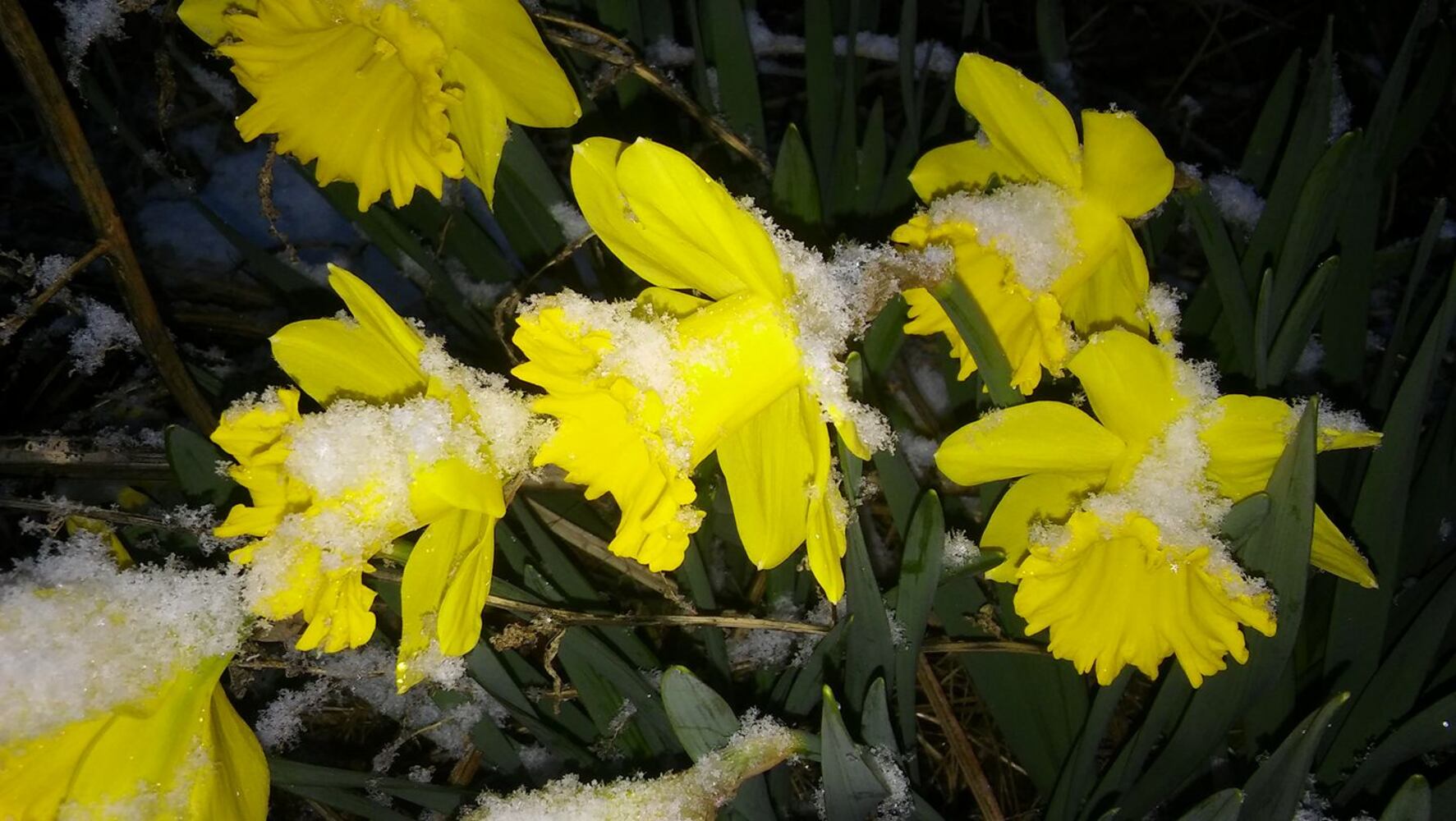 PHOTOS: Miami Valley gets a coating of snow  in April (User-submitted photo)