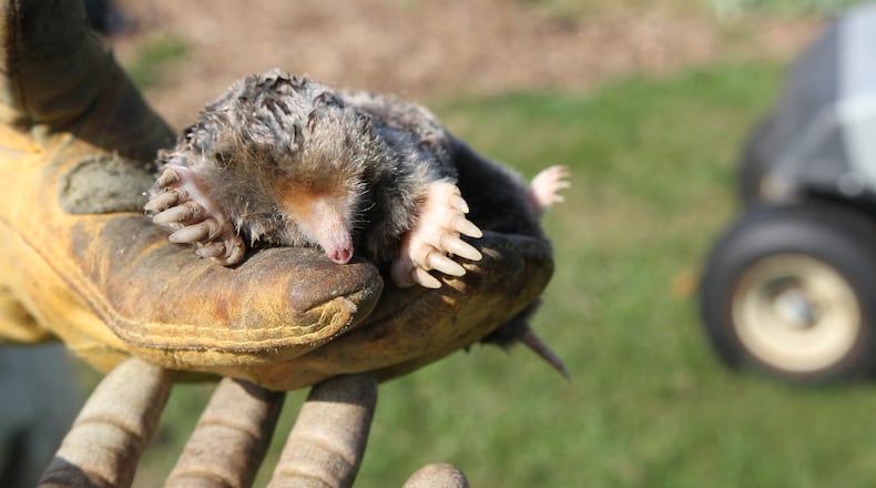 Eastern mole, note the capacity for digging of the front paws. CONTRIBUTED