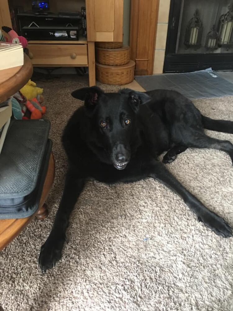 PHOTOS Readers respond to National Black Dog day post with pictures of their pets.