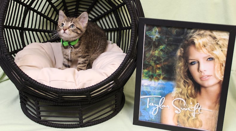 The Animal Friends Humane Society in Hamilton has kittens all named after singer Taylor Swift's albums. Swift will be in Cincinnati June 30-July 1 for an "Eras Tour" stop at Paycor Stadium. AFHS/CONTRIBUTED