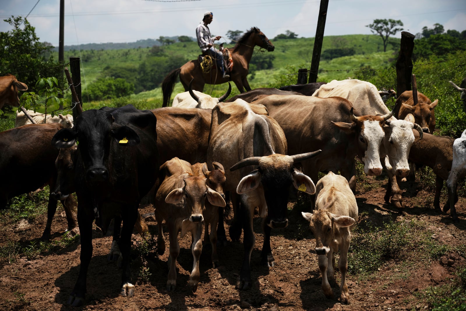 A ranch worker drives cattle to a corral for inspection for New World screwworm at a ranch in Cintalapa, Chiapas, Mexico, Wednesday, July 23, 2025, amid an infestation that led the U.S. to suspend cattle imports over fears the pest could reach the border. (AP Photo/Isabel Mateos)