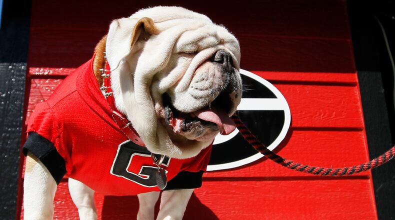 ATHENS, GA - OCTOBER 12: UGA IX, mascot of the Georgia Bulldogs, looks on during the game against the Missouri Tigers at Sanford Stadium on October 12, 2013 in Athens, Georgia. (Photo by Kevin C. Cox/Getty Images)
