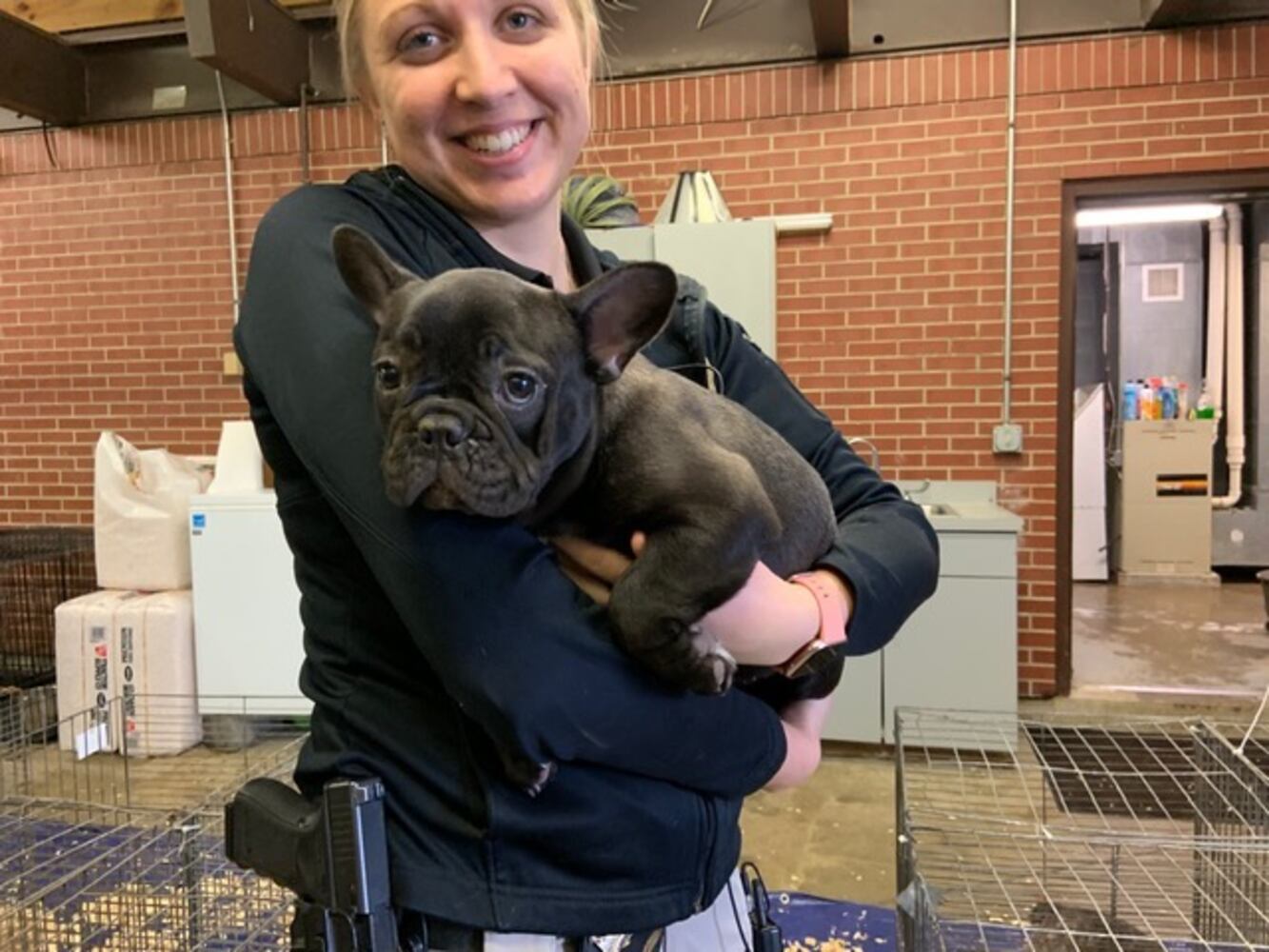 PHOTOS: French Bulldogs rescued from Sidney home