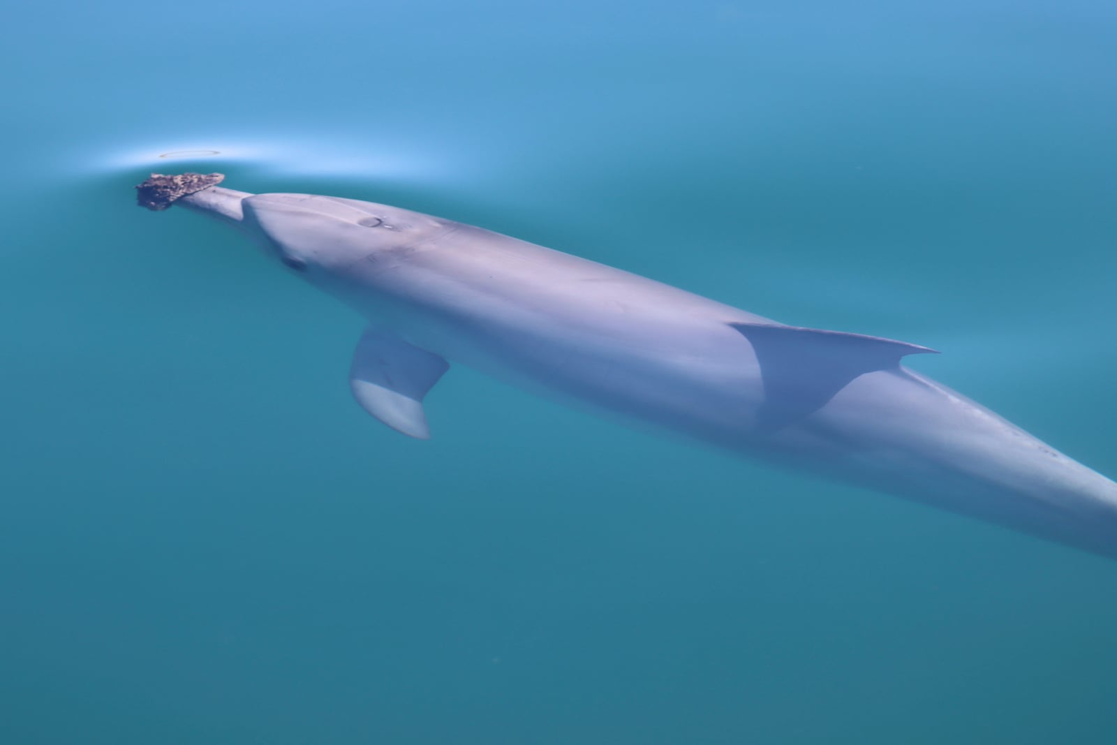 In this photo provided by the Shark Bay Dolphin Research Project, a bottlenose dolphin wearing a marine sponge on its nose to forage swims in Shark Bay, Australia, 2023. (Meredith MacQueeney/Shark Bay Dolphin Research Project via AP)