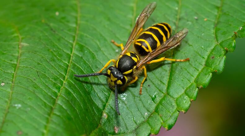 Yellow Jackets go largely unnoticed until this time of year when they can become an annoyance at outdoor events. SHUTTERSTOCK