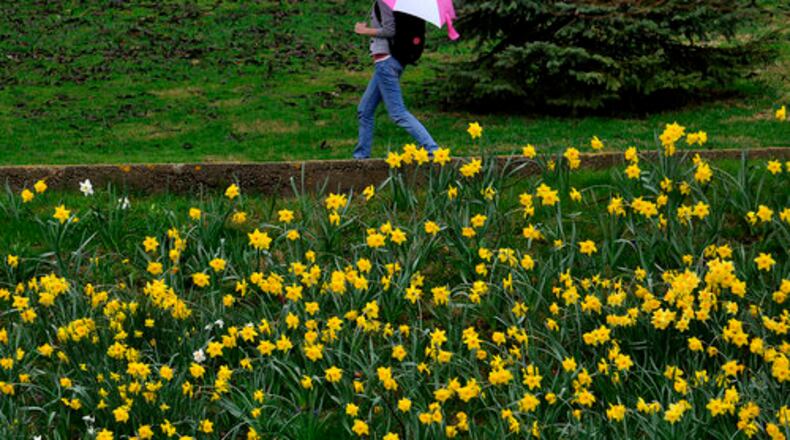 Showers are falling on May flowers as a pedestrian walks in the rain past a hill covered with yellow flowers on the Wittenberg University campus in Springfield. BILL LACKEY/STAFF FILE