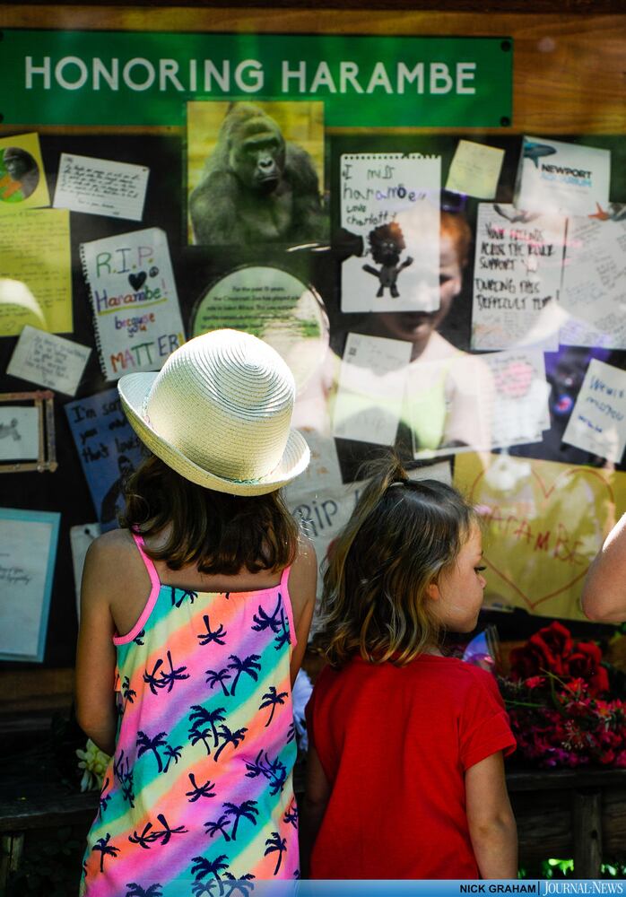 Gorilla Exhibit re-opens