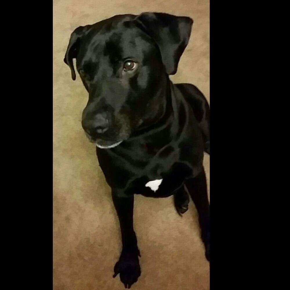 PHOTOS Readers respond to National Black Dog day post with pictures of their pets.