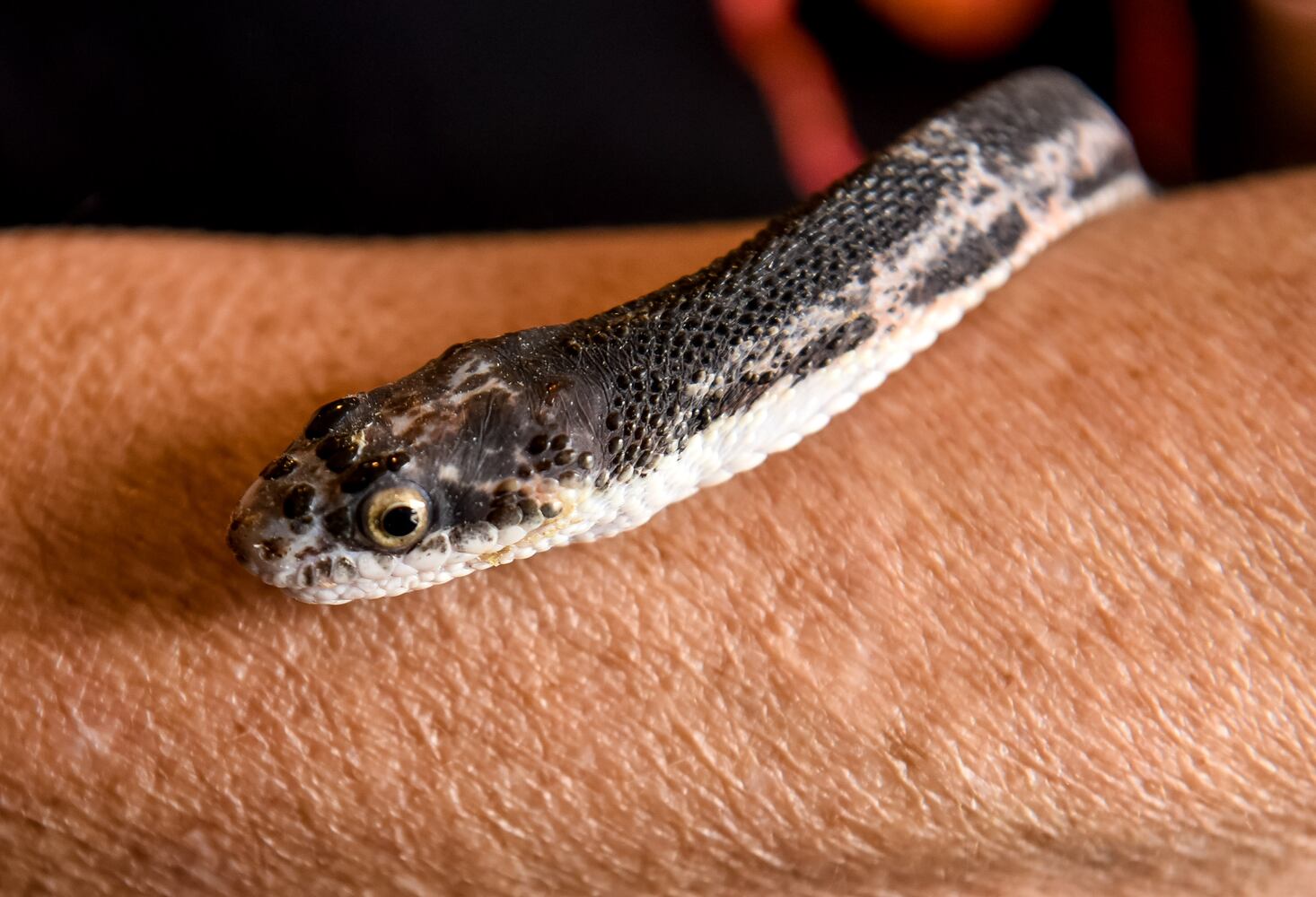 091620 reptile pit store