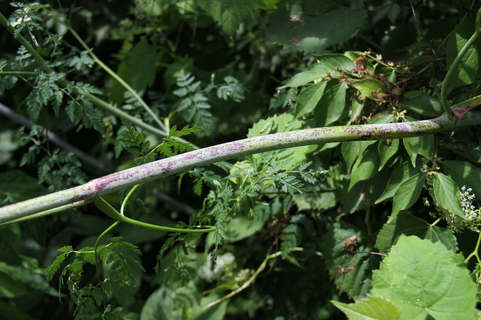 Poison hemlock has purple blotches on the stems. CONTRIBUTED PHOTO