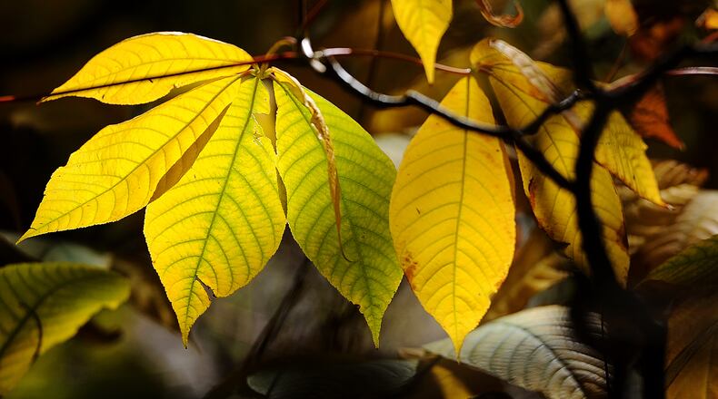Cox Arboretum Metro Park is full of fall colors, Tuesday Oct. 24, 2023. MARSHALL GORBY\STAFF