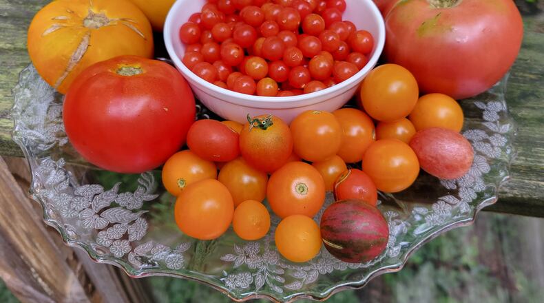 Locals are seeing an abundance of tomatoes right now. CONTRIBUTED
