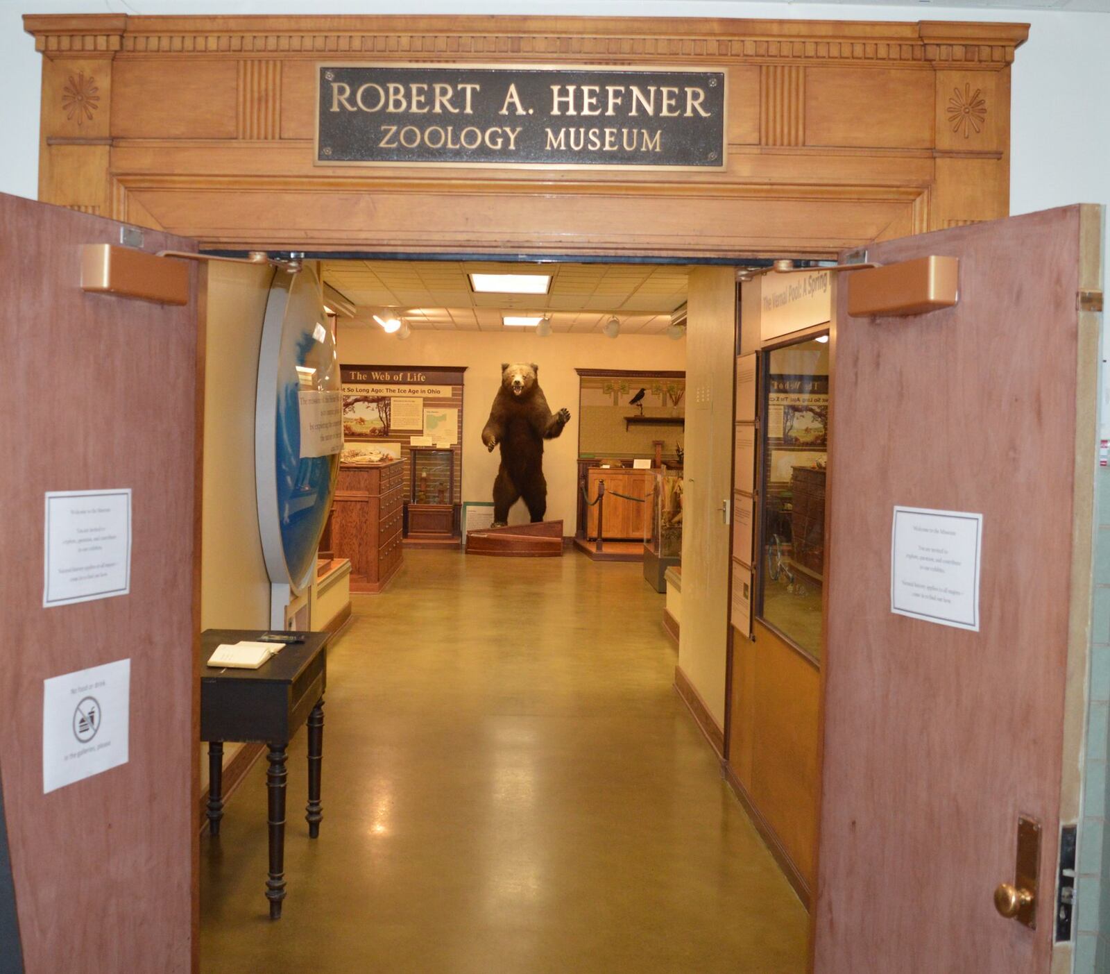 Visitors to the Hefner Museum of Natural History are greeted by the large Brown Bear.
