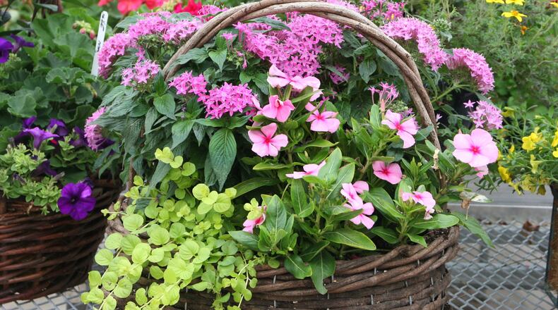 Containers are usually planted in soilless mixes and require the same care as hanging baskets. CONTRIBUTED