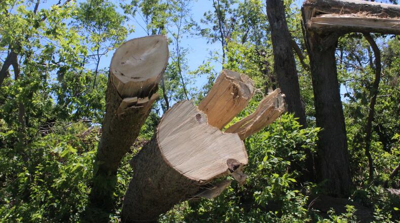 Thousands of trees were destroyed in the Memorial Day tornadoes including a large number at Wegerzyn Garden MetroPark in Dayton. STAFF/AMELIA ROBINSON