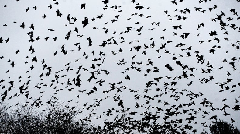 A flock of starlings create a murmuration near Enon Wednesday morning, Jan. 10, 2024. The murmuration or flocking behavior is believed to offer the birds safety in numbers from predatory birds. MARSHALL GORBY\STAFF