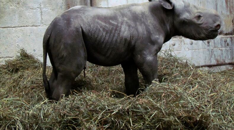 This 2017 photo provided by the Cincinnati Zoo shows Kendi, an eastern black rhinoceros.