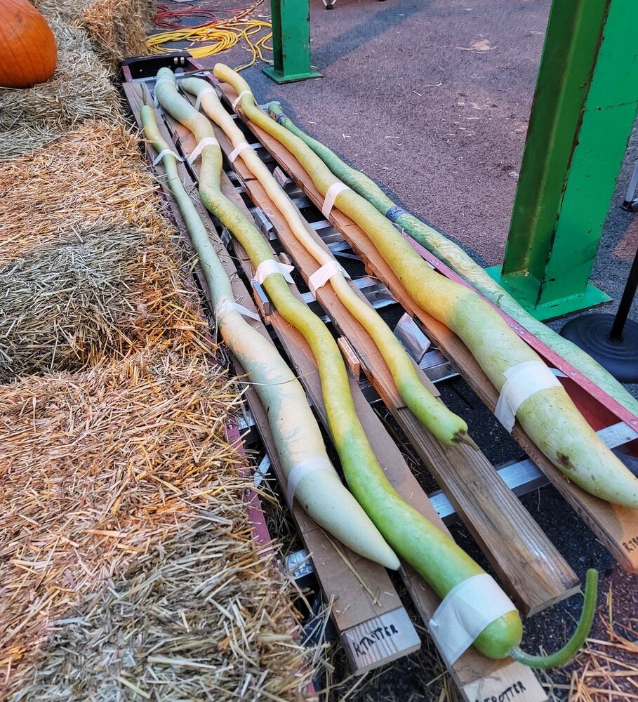 100921 Operation Pumpkin Hamilton
