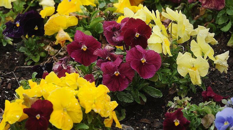 April showers brings April flowers.