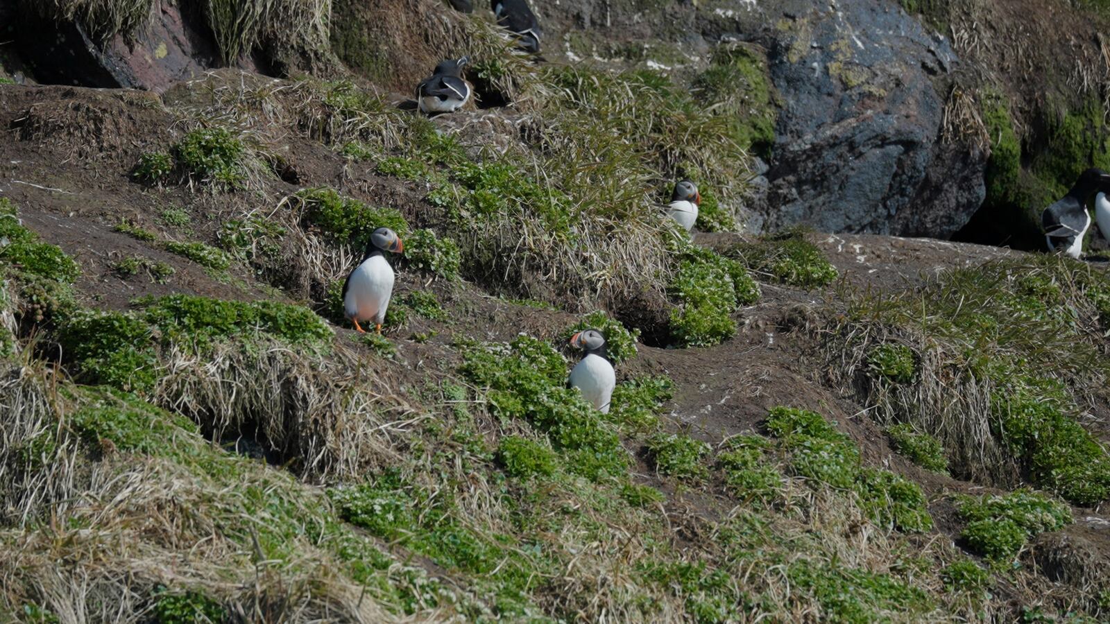 Puffins are seen during a puffin watching tour at sea near Nuuk, Greenland, Wednesday, June 18, 2025. (AP Photo/Kwiyeon Ha)