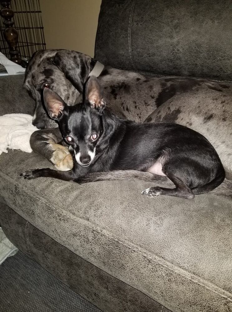 PHOTOS Readers respond to National Black Dog day post with pictures of their pets.