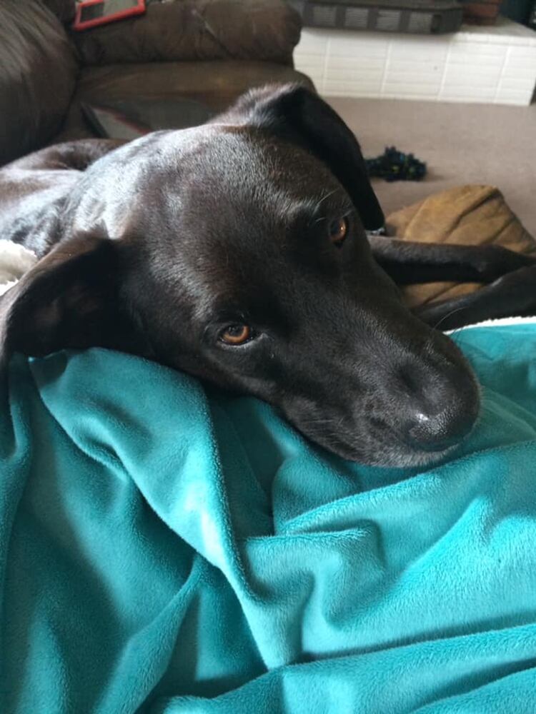 PHOTOS Readers respond to National Black Dog day post with pictures of their pets.