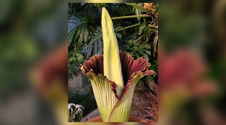 The flower's bloom is often compared to rotting flesh or a decaying corpse.